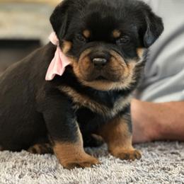 Rottweiler Puppies from DKV Rottweilers, German Rottweiler Puppies For Sale