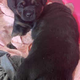 Rottweiler Puppies from Rottitales
