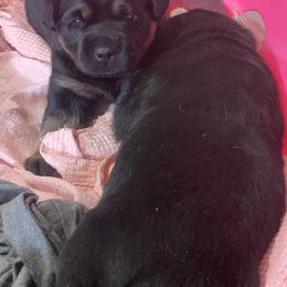 Rottweiler Puppies from Rottitales