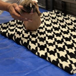 Boxer Puppies from PrideNJoy Boxers