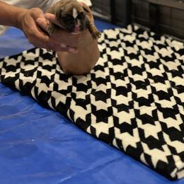 Boxer Puppies from PrideNJoy Boxers