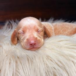 Lumi - Cream female Dachshund puppy in Washburn, Tennessee from Clinch Mountain Dachshunds