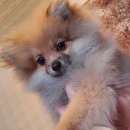 "Female : Cadbury 16 Dec 2023" Pomeranian Puppies from Fancy Paws Pomeranian