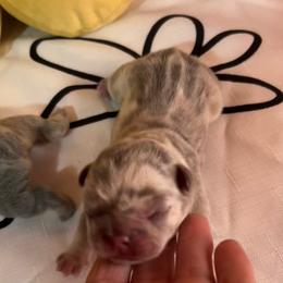 Morning - Blue female French Bulldog puppy in Peru, Indiana from Angies Little Bostons And Frenchies