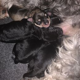 Miniature Schnauzer puppies from Heart of Virginia Schnauzers