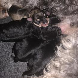 Miniature Schnauzer puppies from Heart of Virginia Schnauzers