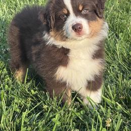 Australian Shepherd Puppies from Hannah Taylor