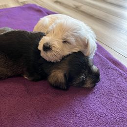 Miniature Schnauzer Puppies from Miles Family Schnauzers