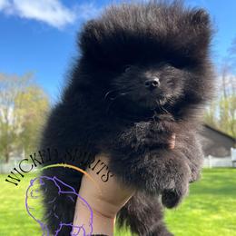 HOLD AKC CRACKLE - Black male Pomeranian puppy in Watkins Glen, New York from Wicked Spirits Pomeranians