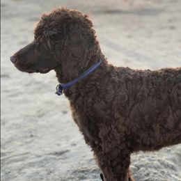 Poodles from C Ranch Kennel