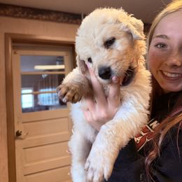 Girl 2 - White female Kuvasz puppy in Ohio from Rising River Kennel Kuvasz
