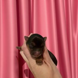Astra - Tri-color female Yorkipoo puppy in Murphy, North Carolina from Christina’s Puppy Utopia