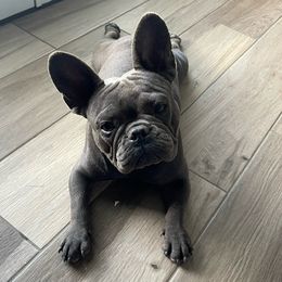 Millie - Companion Cross
