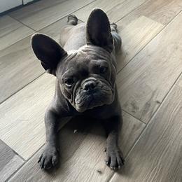 Millie - Companion Cross