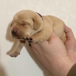 Goldie - Yellow female Labrador Retriever puppy in Newaygo, Michigan from Royal Oak Gundogs