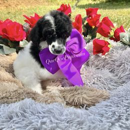 Poodle Puppies from QaeQae Pups