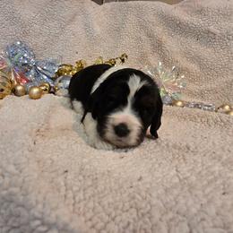 Bubbles - Tri-Roan male English Springer Spaniel puppy in Cookeville, Tennessee from Krossroads Kennel