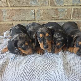 Medow - Dapple female Dachshund puppy in West Haven, Utah from Doxie Trails LLC