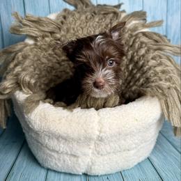 Wiley - Chocolate, tan and white male Yorkshire Terrier puppy in Tulsa, Oklahoma from Conns Cuddly Canines