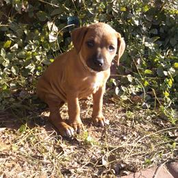Allie - Wheaten blk nose female Rhodesian Ridgeback puppy in Carney, Oklahoma from River Run Parson Russell terriers & River Run Ridgebacks