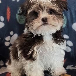 Bow - Tri-color male Yorkipoo puppy in Idaho from Little Rascal Ranch