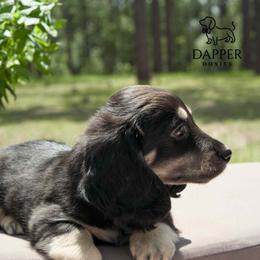 Pinch - Black and cream female Dachshund puppy in Brooksville, Florida from Dapper Doxies