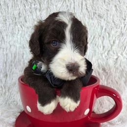 Bjorn - Brown and white male Aussiedoodle puppy in Haleyville, Alabama from The Cuddly Dood Ranch