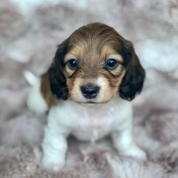 Burrata - Cream female Dachshund puppy in Lincoln, California from ForeversEdge Doxies