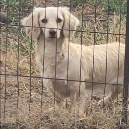 Buttercup - Dachshund