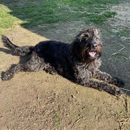 Labradoodles and Poodles from Lucky Stars Ranch