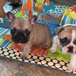 French Bulldog Puppies from Bullpen Frenchies
