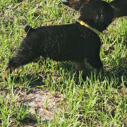 Border Collie and Rottweiler Puppies from K&R RANCH KENNELS