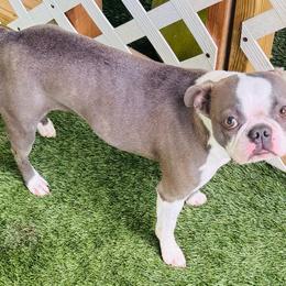 Candy - Blue female Boston Terrier puppy in Rosston, Arkansas from Green Acre Boston Terriers