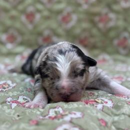 Rowen - Slate merle male Border Collie puppy in Fortson, Georgia from Southern Wind Farms