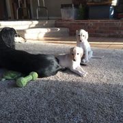 Saluki Puppies from Kushiel Salukis