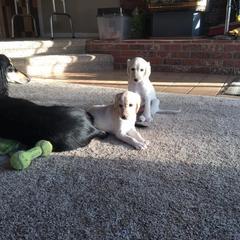 Saluki Puppies from Kushiel Salukis
