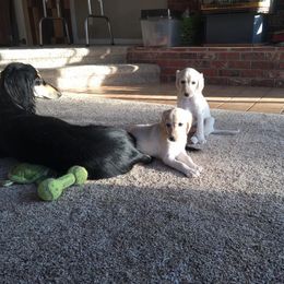 Saluki Puppies from Kushiel Salukis