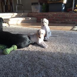 Saluki Puppies from Kushiel Salukis
