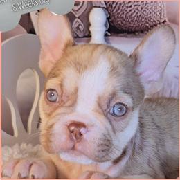 Girl 1 - Teacher's Pet - Fawn and white female French Bulldog puppy in Elberton, Georgia from Ioney's Southern Paws Shelties, Frenchies, and Yorkies