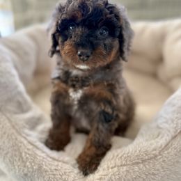 Nova - Blue merle female Bernedoodle puppy in Natural Bridge, Virginia from Padgetts Hill Puppies