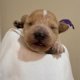 Purple collar - female - Apricot female Goldendoodle puppy in Cape Coral, Florida from Nay Nays Mini Doodles