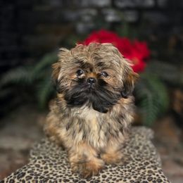 AKC Twix - Brindle male Shih Tzu puppy in Smithville, Georgia from The Luckie Puppy