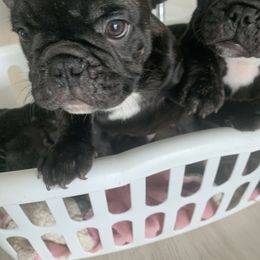 French Bulldog Puppies from Luna and London’s Puppies