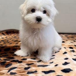 Maltese Puppies from Medhat Samuel