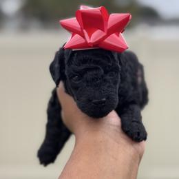 Nikolas - Black male Poodle puppy in Deltona, Florida from Poodles by CNC