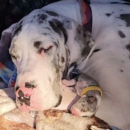 Nova - Great Dane