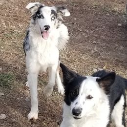 Buck - Border Collie