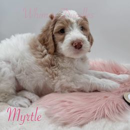 Bernedoodle Puppies from Whimsy Doodles