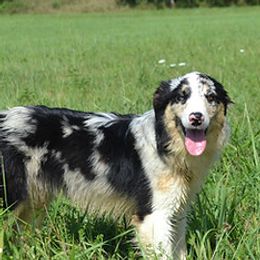 Tally - Border Collie