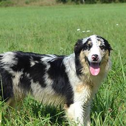 Tally - Border Collie